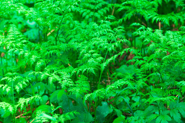 Beautiful green leaves of flowering plant.