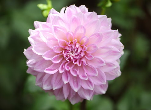 Beautiful dahlia in the garden. 