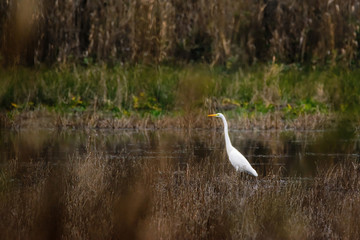 Great egret - Ardea alba on the lake