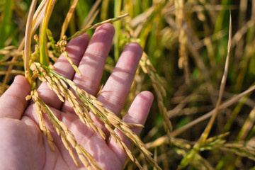 Fototapeta na wymiar Farmer hand tenderly touching young fresh rice, holding golden organic rice in hand. Agriculture farming industrial concept.