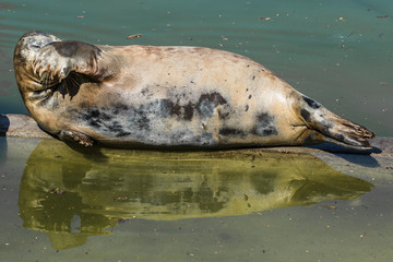 Grey seal lying on its back on a wooden plank, with its flipper hiding its eyes, reflected in still water.