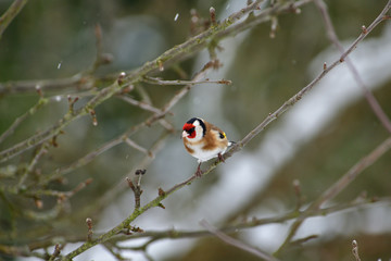 The European goldfinch sitting on the tree branch in winter snow