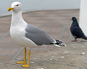 White and grey seagull