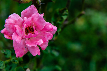 Obraz premium beautiful pink rose against blurred background. natural beauty concept