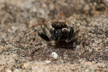 jumping spider