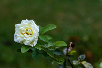 Obraz premium front view of white rose in the garden. fresh morning concept