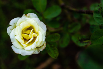 lonely white yellow mix rose on blurry leaves background with copy space. young concept