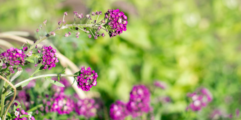 Green grass with flowers over sunny background. Violet allicium flowers on a green foliage background. Summer bright paint concept
