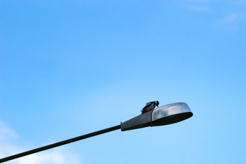 A dagger knocks on the dome of a street light