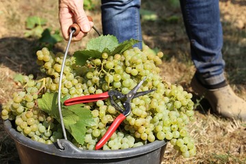Grapes are picked by hand
