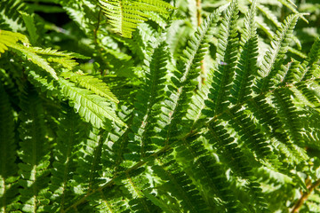 Blätter des Königsfarns