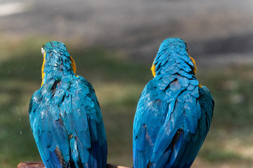 Obraz premium A pair of Blue-and-yellow macaw turning their back on