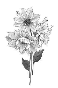 Vector bouquet of three monochrome white dahlia flowers with leaves isolated on white. Black and white illustration. Hand drawn. For floral design, cards, wedding invitations. Watercolor style.