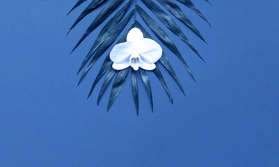 Tropical background. Palm leaf with white flower on blue background. Close-up