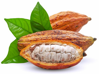 Cocoa fruit or Cacao fruit isolated on white background