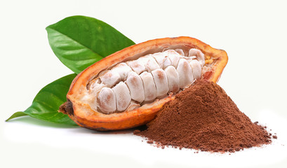 Cocoa fruit or Cacao fruit isolated on white background