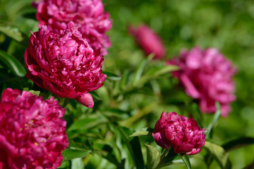 Fototapeta premium Peony flower. Red white and purple peony flowers blooming in the garden. Multicolor peonies macro closeup background.