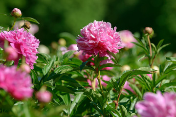 Peony flower. Red white and purple peony flowers blooming in the garden. Multicolor peonies macro closeup background.