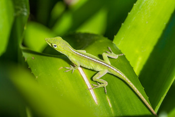 A green anole that is common in the tropical climate of Florida