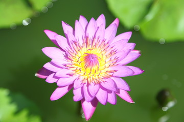 Obraz premium Purple water lily 