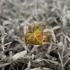 Kleines Efeu-Blatt als einziges Grün / Trauer