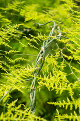 wrapped  tendrils with thorns and exotic fern