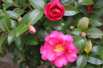 赤い山茶花の花
