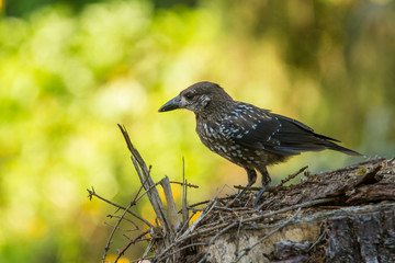 Eurasian Nutcracker (Nucifraga caryocatactes).
