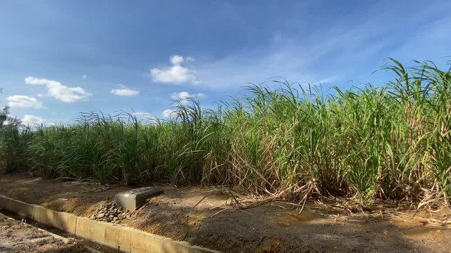 サトウキビと太陽