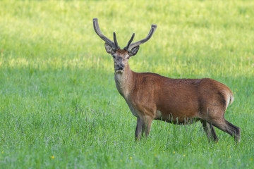 Naklejka na ściany i meble Red deer, cervus elaphus, with antlers growing in velvet.