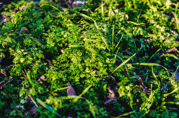 green plants in the garden