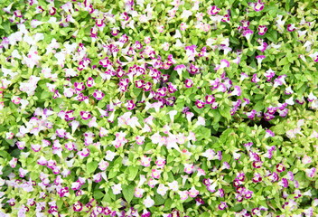 Wishbone flower, Bluewings or Torenia, can be used as background 