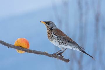 Fieldfare, Turdus pilaris, single bird an apple tree about to feed on the mature apple