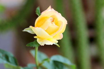 rose flower in garden on soft background