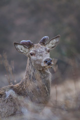 Close up of Red Deer stag with antlers in velvet