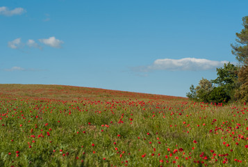green field and blue sky