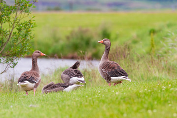 Greylag Goose - Anser anser