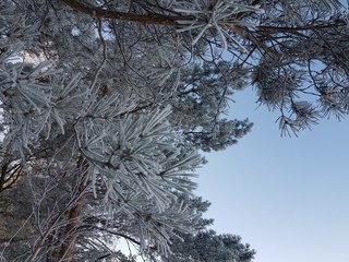 Christmas tree branches in hoarfrost