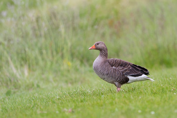 Greylag Goose - Anser anser
