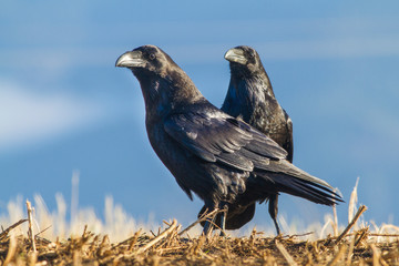 Common raven (Corvus corax)