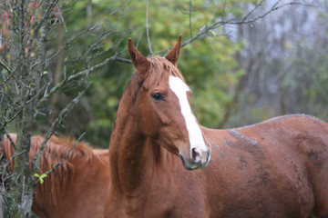 Head portrait of a young thoroughbred stallion on ranch autumnal weather