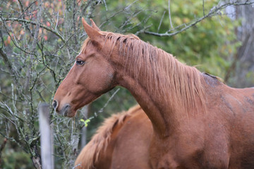 Head portrait of a young thoroughbred stallion on ranch autumnal weather