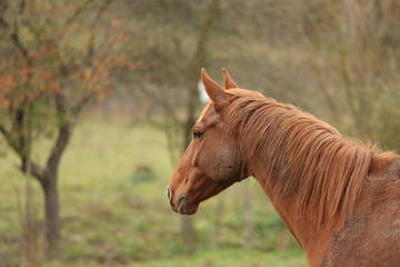Fototapeta premium Head portrait of a young thoroughbred stallion on ranch autumnal weather