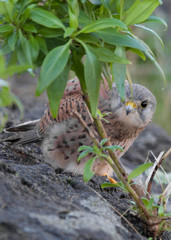 kestrel