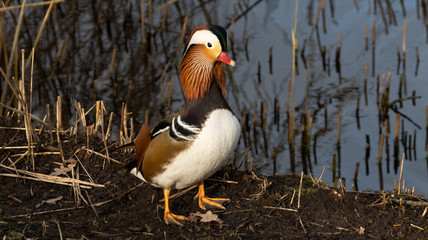 Mandarin Ente