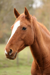 Head portrait of a young thoroughbred stallion on ranch autumnal weather