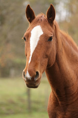 Obraz premium Head portrait of a young thoroughbred stallion on ranch autumnal weather