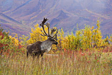 Karibu in der Tundra