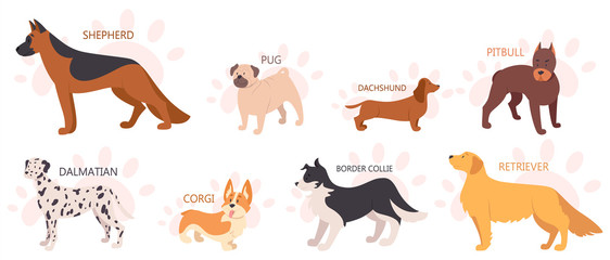 Set of beautiful purebred dogs. Collection of dogs of various breed