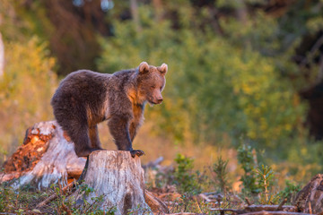 Young brown bear (Ursus Arctos) in a summer forest.